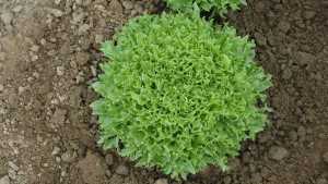 Vegetable Variety Showcase 2013: Harris Seeds