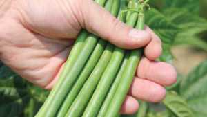Vegetable Variety Showcase 2013: Harris Moran
