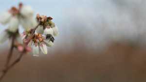 North Carolina Blueberry Crop Still Kicking