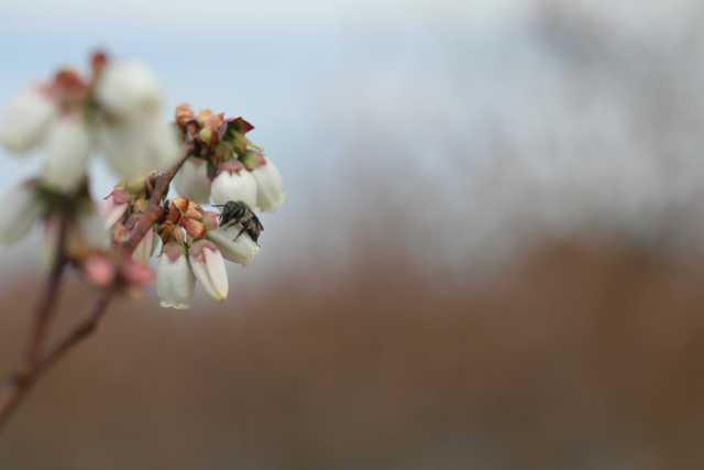 North Carolina Blueberry Crop Still Kicking