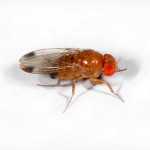 Spotted Wing Drosophila