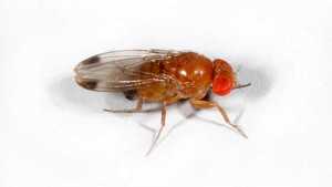 Spotted Wing Drosophila Regional Workshops Held In New York