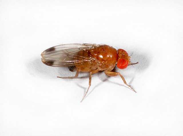 Spotted Wing Drosophila Regional Workshops Held In New York