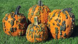 Vegetable Variety Showcase 2013: Stokes Seeds, Inc.
