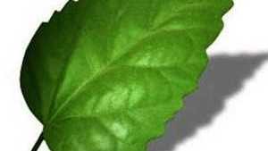 Purdue Tree Doctor App Available For Android Devices
