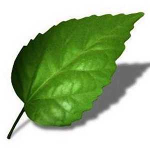 Purdue Tree Doctor App Available For Android Devices