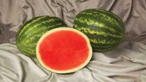 Vegetable Variety Showcase: Siegers Seed Co.