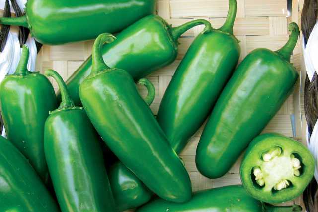 Large jalapeno varieties