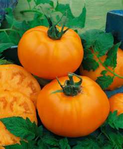 Chef's Choice Orange F1