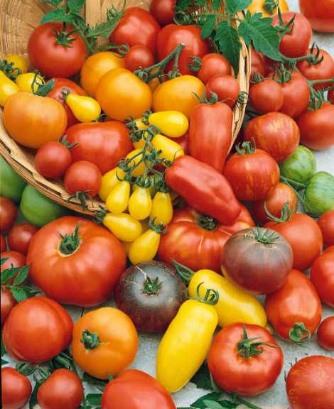 Tomato Varieties For 2014 - Growing Produce