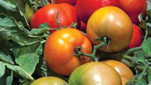 Vegetable Variety Showcase: Rupp Seeds, Inc.