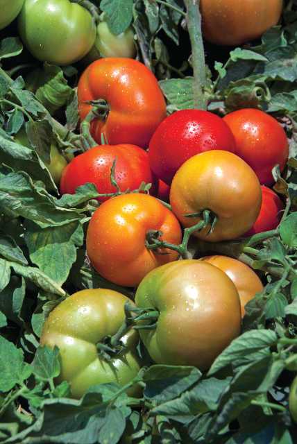 Tomato Varieties For 2014