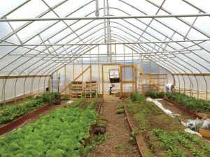 The vegetable crops in this high tunnel are being grown on raised beds. Photo credit: Bill Lamont