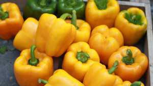 Vegetable Variety Showcase 2013: Seedway