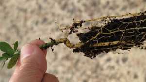 Citrus Tissue Culture Club Set To Grow