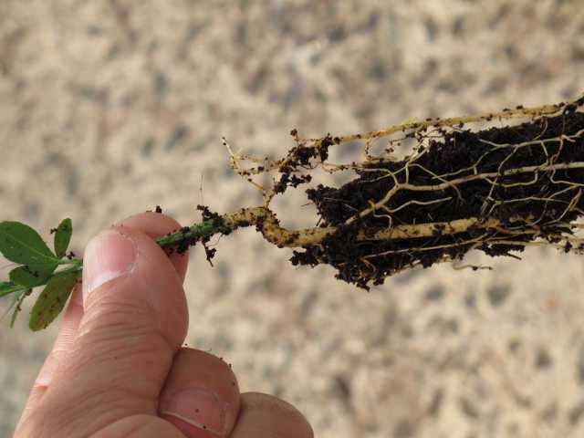 Citrus Tissue Culture Club Set To Grow