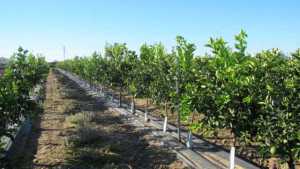 California’s Citrus Growers Face More Challenges Than Huanglongbing