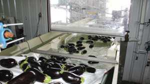 Deadlines Set For New Food Safety Rules