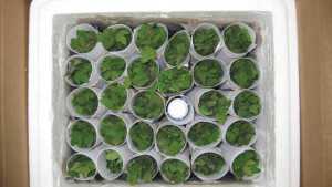 National Vegetable Grafting Symposium Slated For December
