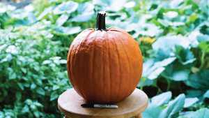 Vegetable Variety Showcase 2013: Outstanding Seed Company