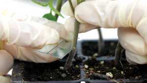 Grafting Vegetables Offers Increased Yields, Less Crop Stress, And More