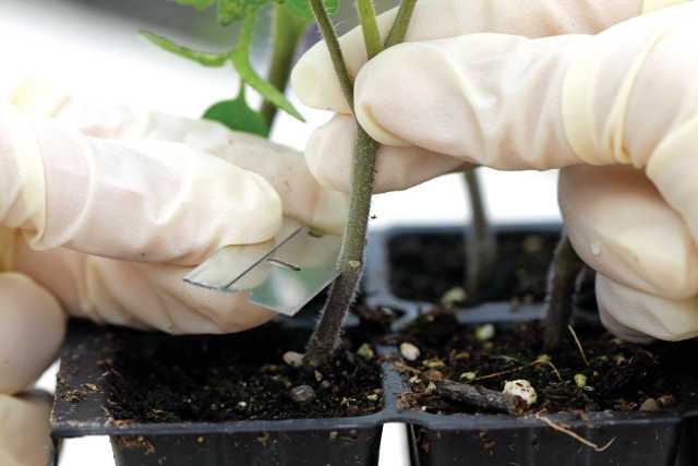 Grafting Vegetables Offers Increased Yields, Less Crop Stress, And More