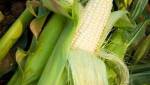 How To Control Corn Earworm, European Corn Borer In Sweet Corn