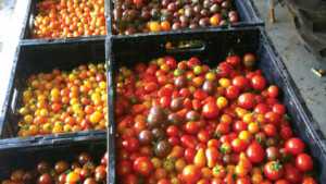 Chicago-Area Grower Finds Niche Market Selling Heirloom Tomatoes To Restaurants