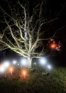 Wassail DeVoto Gardens & Orchard