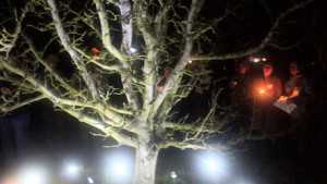 Christmas Carol Has Roots In Apple Orchards