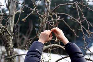 Wassail Finnriver Farm & Cidery