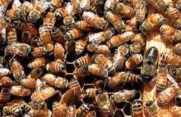 Ozone Helps Keep Honeycombs Clean