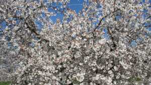 Valent U.S.A. Adds New Crops To California Labels