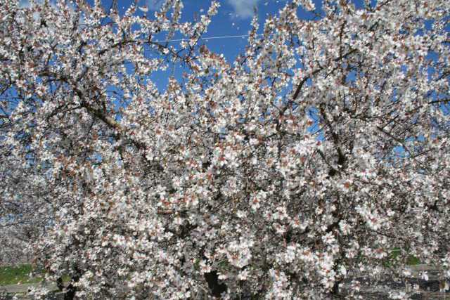 Valent U.S.A. Adds New Crops To California Labels