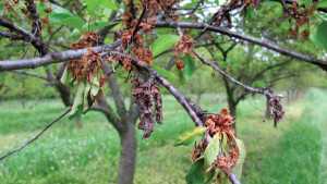 Unexpected Disease Hits Michigan Tart Cherries