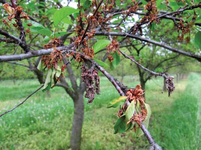 Unexpected Disease Hits Michigan Tart Cherries