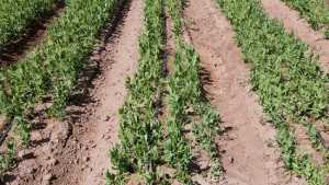 California Leafy Greens Marketing Agreement Revises Website To Provide Easy Access To Food Safety Topics