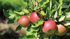 A Strategy For Precision Crop Load Management In Apples