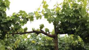 Protect Vine Pruning Wounds From Fungal Infections