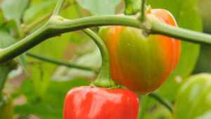 Pepper Growers Must Be Proactive With Bacterial Spot