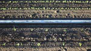 Planting And Thinning Recommendations For Lettuce