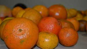 Juicy Subjects In Store For 2015 Florida Citrus Show