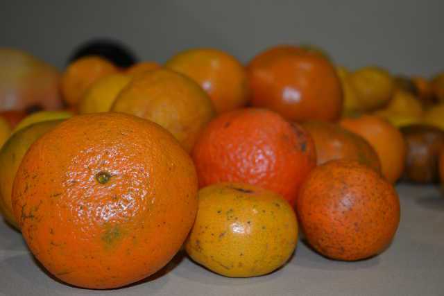 Juicy Subjects In Store For 2015 Florida Citrus Show