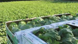 Find Out How E. Coli And Salmonella Work In Spinach And Lettuce