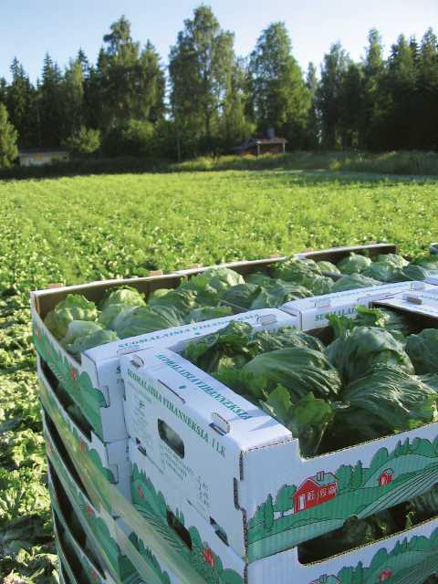 Find Out How E. Coli And Salmonella Work In Spinach And Lettuce