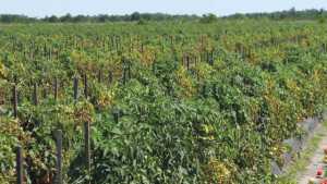 Tomato Diseases On The Rise In Absence Of Methyl Bromide
