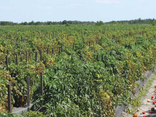 Tomato Diseases On The Rise In Absence Of Methyl Bromide