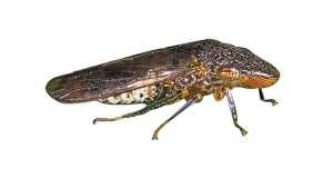 California’s Winegrowers Overwhelmingly Back Anti-Pest Measure
