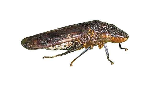 California Department Of Food And Agriculture Declares Glassy-Winged Sharpshooter Eradicated