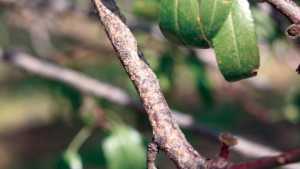 An Unconventional Find: Walnut Scale In Almonds